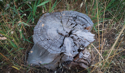 A large log is sitting on the ground in a grassy field