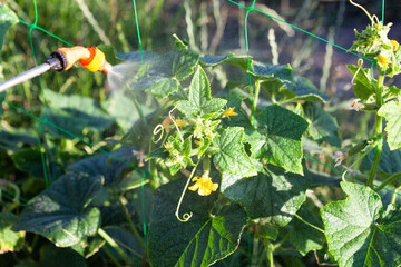 A farmer treats cucumbers in a garden bed against various pests and fungal diseases.