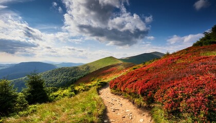 scenic landscape in bieszczady mountains featuring winding dirt path through vibrant greenery and red bushes under a partly cloudy sky perfect for outdoor activities © Vance