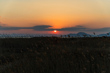 sunset on the reed field at the seaside