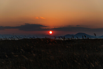 sunset on the reed field at the seaside