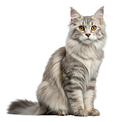 Fototapeta premium cat