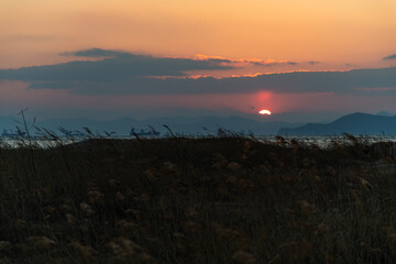 sunset on the reed field at the seaside