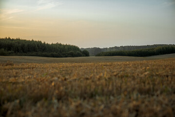 Obraz premium Expansive golden fields at dusk with tree line in the background showcasing the beauty of nature in late summer