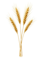 Fototapeta premium Four ripe golden wheat ears, individual grains and thin awns visible, standing upright and distinct on a pristine transparent background with ample copy space. Concept of natural agricultural purity