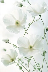 Delicate white flowers bloom with tiny green stems against a soft bright background. Gentle petals with subtle texture open to the sky.