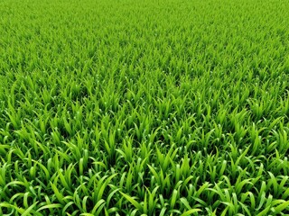 A vibrant expanse of lush green shoots creates a calming and natural scenery with refreshing and lively undertones
