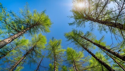 Fototapeta premium larch branches stretch upwards clear blue sky bright sunny spring morning forest
