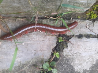 worm on a tree