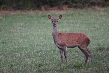 Cierva en Goente, La Coruña, Galicia, Spain