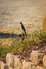 Northern mockingbird looking out into the distance on a bush branch