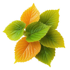 Fresh green orange leaves, Fresh green leaves of an orange tree, isolated on transparent background