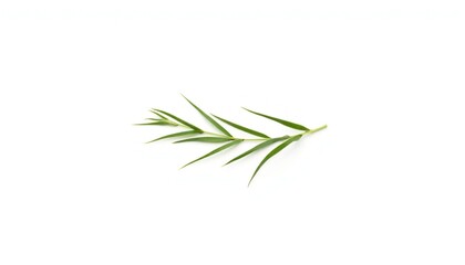 Naklejka premium Green grass leaf isolated on white background 