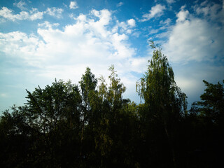 Green trues under the blue sky landscape