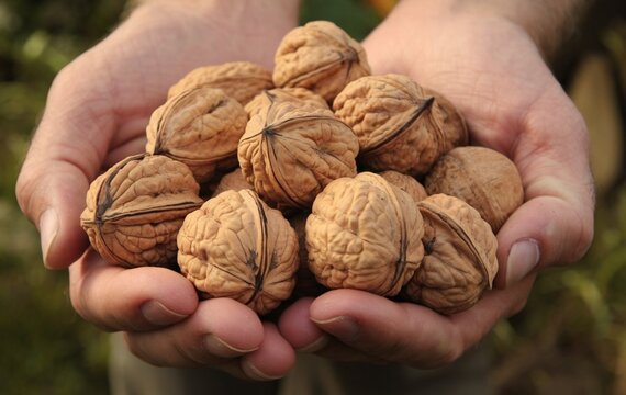 A pair of hands holding a cluster of walnuts