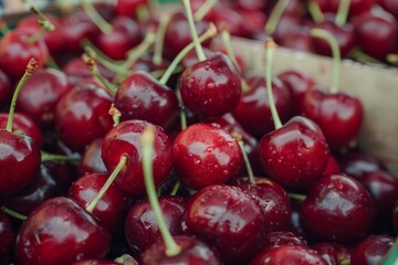 Ripe, wet red cherries with stems are piled together in a box, creating a vibrant display of freshness