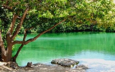 Emerald green lagoon at Tankah Cenote in Riviera Maya Mexico with tropical tree in foreground