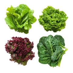 Four varieties of fresh leafy greens, Four varieties of fresh leafy greens, including lettuce and kale, isolated on transparent background