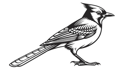 Black and White Steller's Jay Bird Illustration avian
