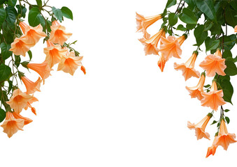 Climbing jasmine flowers hanging isolated on white or transparent background Cutout PNG