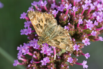 Malven-Dickkopffalter (Carcharodus alceae) auf Eisenkraut (Verbene)