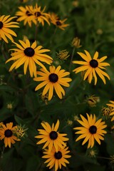 Field of blooming black-eyed Susan flowers (Rudbeckia)