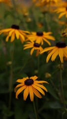 Blooming yellow Rudbeckia flowers