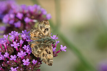 Malven-Dickkopffalter (Carcharodus alceae) auf Eisenkraut (Verbene)