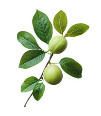 Guava fruit with leaves isolated on white or transparent background Cutout PNG