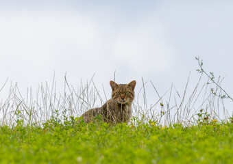 A wildcat Felis silvestris looking out from the grass © sebi_2569