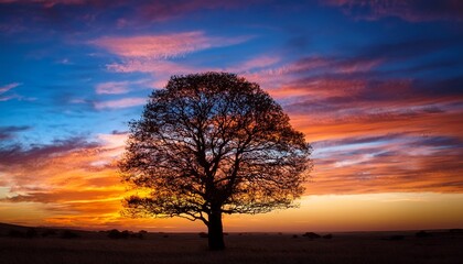Obraz premium the beauty of a single tree against a vibrant sunset sky