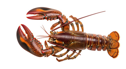 Isolated Lobster