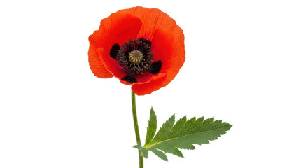 Isolated Red Poppy Flower
