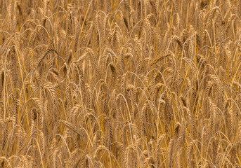 Close-up of a ripe wheat crop