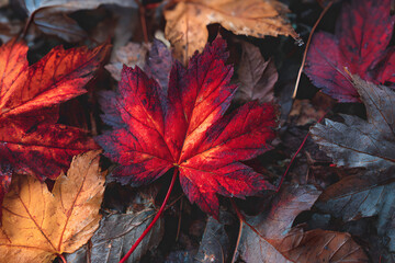 Red autumn maple leaves laying on the forest ground