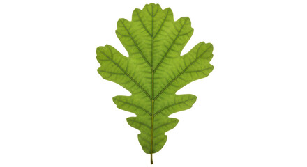 Isolated Oak leaf