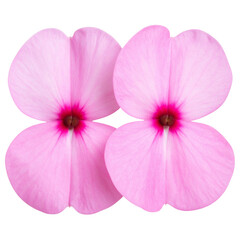 Fototapeta premium Two Vibrant Pink Impatiens Flowers Blooming Side by Side, PNG Isolated