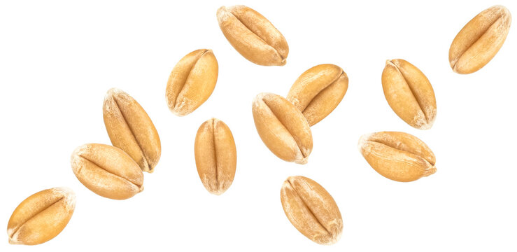 Wheat seeds isolated on white background, falling wheat grains collection, macro