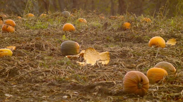 smashed pumpkin after the harvest in fall