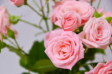 pink spray roses
