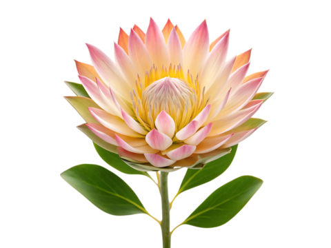 A stunning king protea flower with a blend of pink, yellow, and white petals is isolated on transparent background, capturing its exotic beauty and intricate floral details - Powered by Adobe