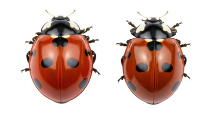 Isolated Two Ladybugs
