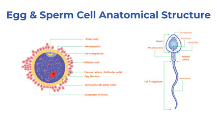 Structure Of Human Sperm Spermatozoa