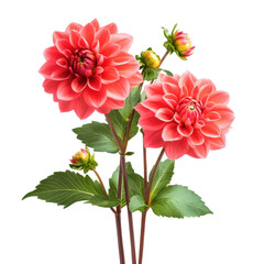 Flowers dahlia spring plants, cluster of spring dahlias in various hues, isolated on transparent background © Hn