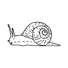 simple snail outline vector