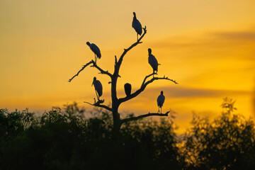 Silhouettes of six wood storks poised on weathered cypress limbs at Circle B Bar Reserve
