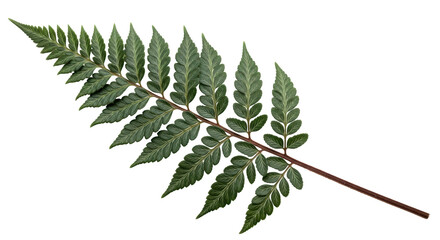 Isolated Fern
