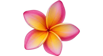 Isolated Plumeria Flower