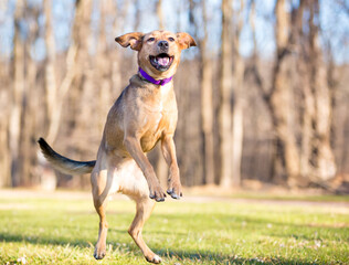 A happy mixed breed dog leaping into the air