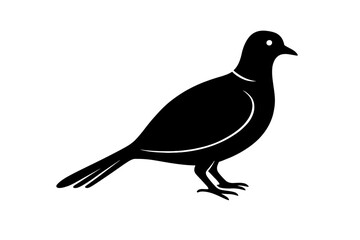Fototapeta premium Design a black silhouette of a Eurasian Collared Dove white background clean vector shape